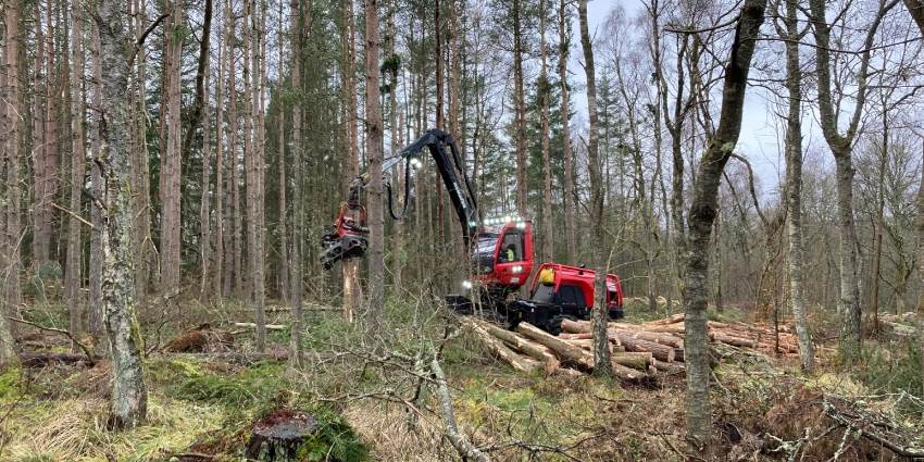 Major felling activity in Murray Park